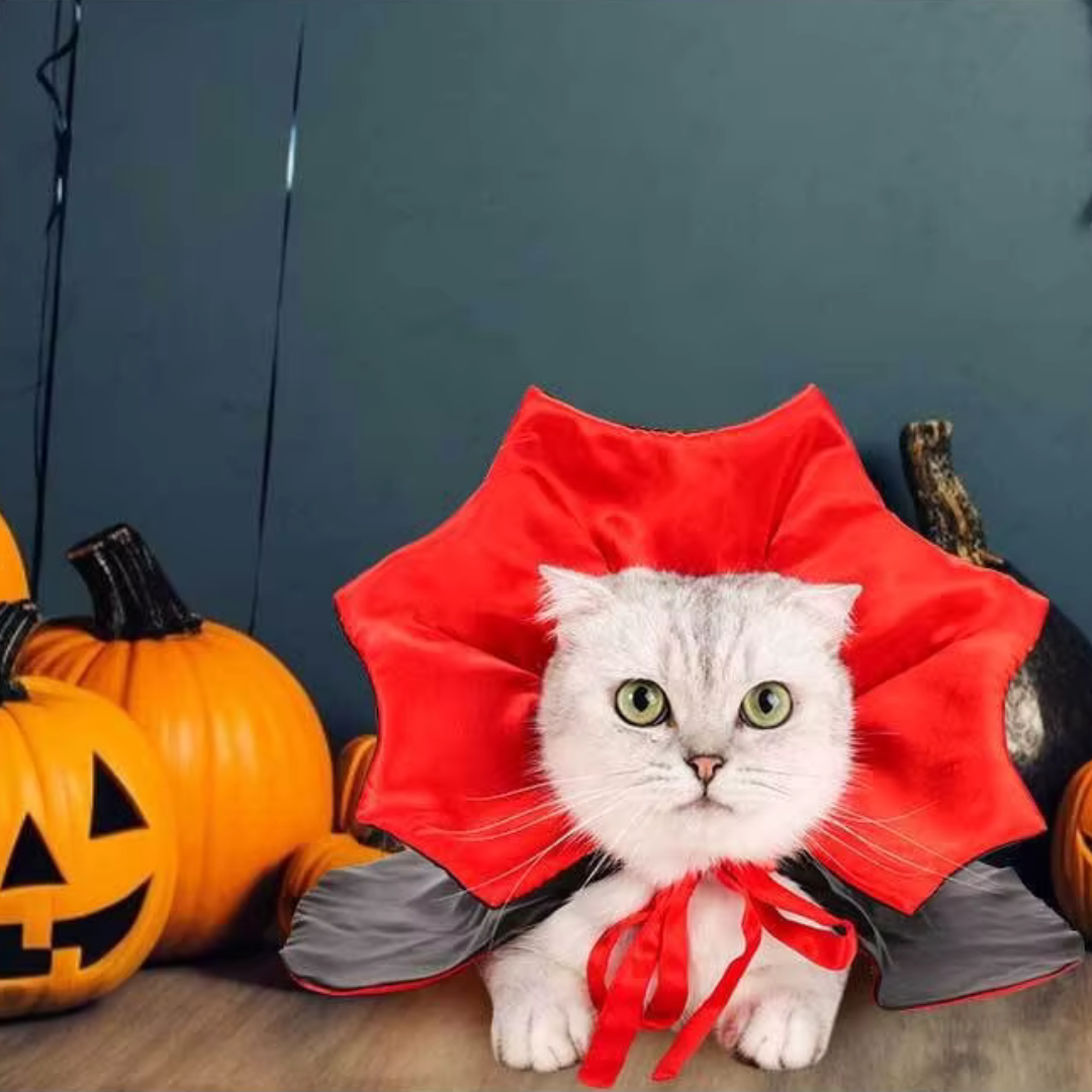 Déguisement Chat Halloween : CATCAPE™